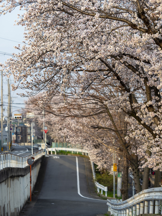 Cherry trees in bloom along the road