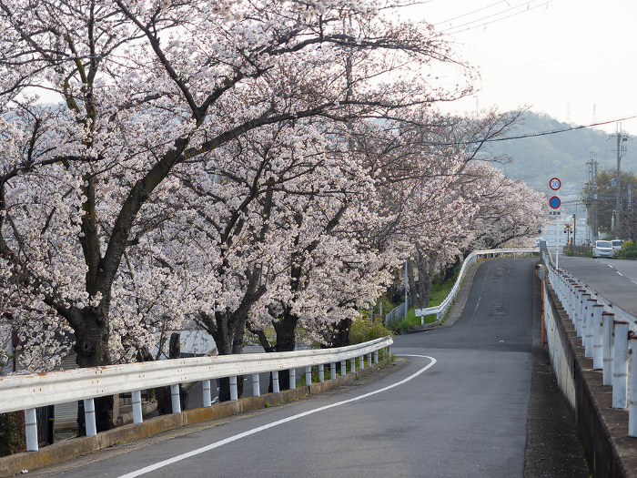 Cherry trees in bloom along the road