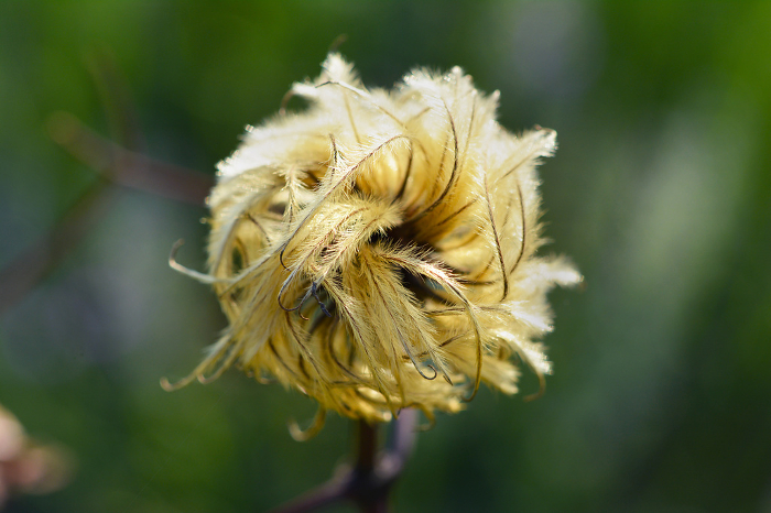 Withered and downy clematis flowers