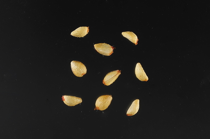 Noibara Seeds Noibara Seeds 