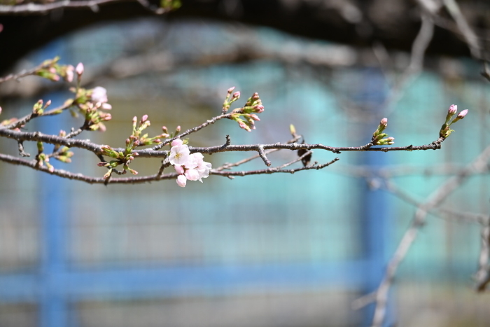 Cherry blossoms and buds