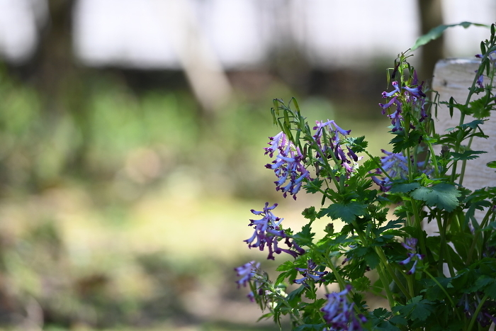 Purple flowers in a spring garden