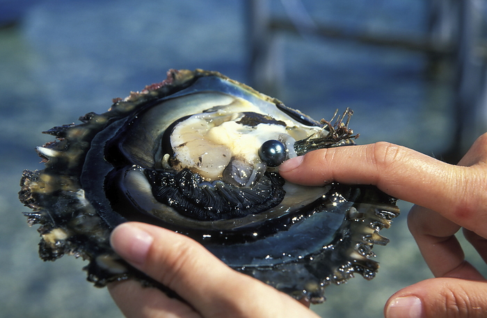 Black pearls and oyster, French Polynesia Black pearls and oyster, French Polynesia