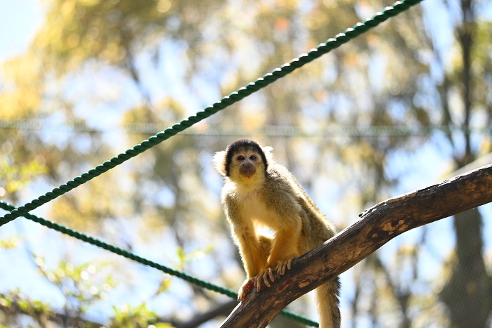 squirrel monkey (esp. the common squirrel monkey, Saimiri sciureus)