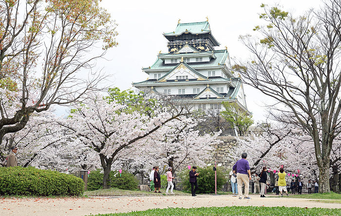 Cherry blossoms in full bloom in Osaka April 8, 2024 Osaka Castle, cherry blossoms, sakura Location Osaka Castle Park Camera