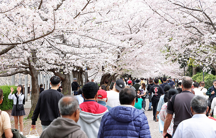 Cherry blossoms in full bloom in Osaka April 8, 2024 Osaka Castle, cherry blossoms, tourists enjoying cherry blossoms Location Osaka Castle Park Camera