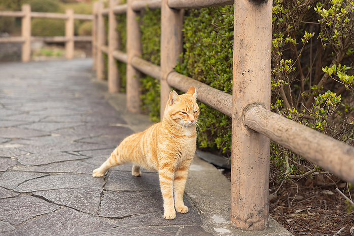 Cats at Takesaki Castle Ruins Tara Town, Saga Prefecture