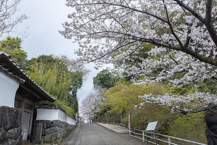Samurai Residence Street and Cherry Blossoms Kashima City, Saga Prefecture