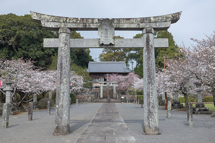 Cherry blossoms at Shoin Shrine Kashima City, Saga Prefecture