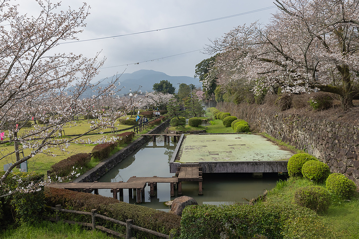 Cherry blossoms in Asahigaoka Park Kashima City, Saga Prefecture