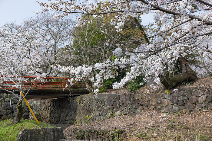 Cherry blossoms in Asahigaoka Park Kashima City, Saga Prefecture