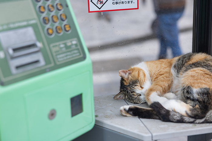 Cat in a public telephone booth Karatsu City, Saga Prefecture