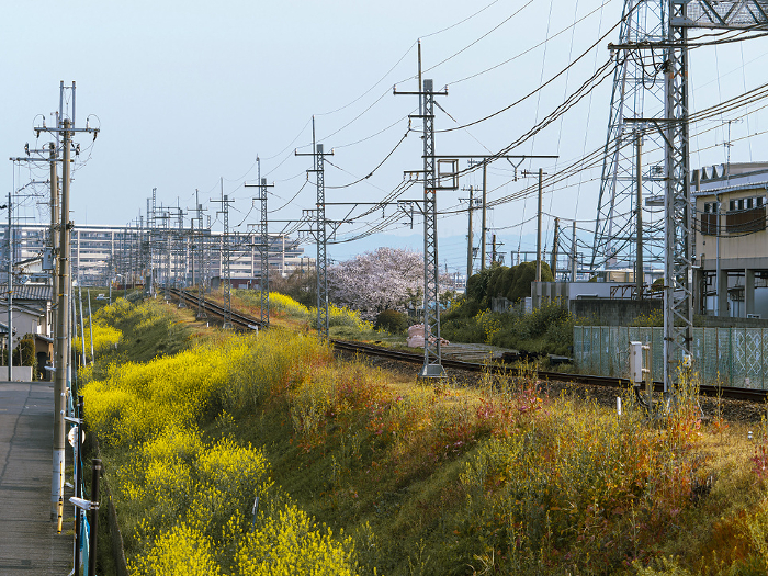Scenery of the Kintetsu Domyoji Line in spring with rape blossoms and cherry blossoms