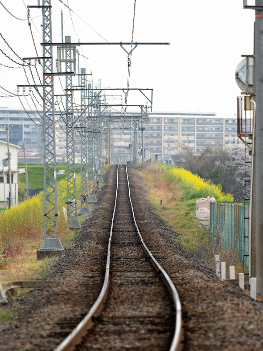 Scenery of the Kintetsu Domyoji Line in spring with rape blossoms and cherry blossoms
