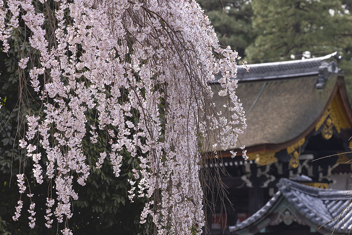 Kyoto Gyoen Sakuhei-mon Gate and Cherry Blossoms Kyoto City, Kyoto Prefecture