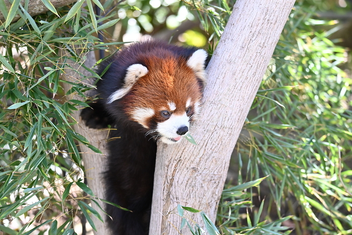 Red panda at the zoo