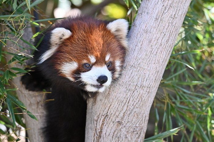Red panda at the zoo