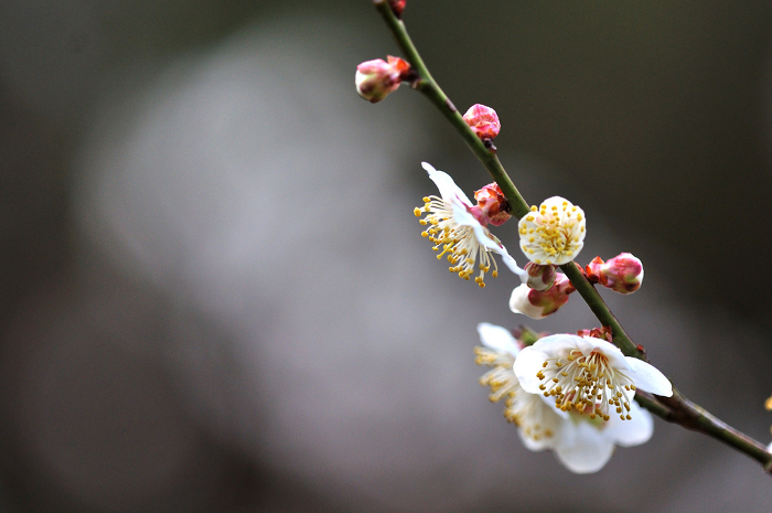 White plum blossoms Macro shot
