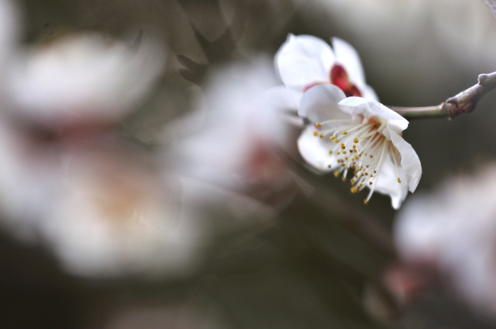 White plum blossoms Macro shot