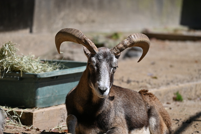 Ranch Mouflon