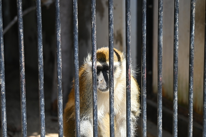 Savannah Monkey at the Zoo
