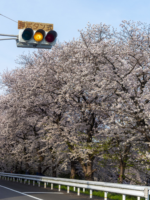 Scenery of cherry blossoms and traffic lights along the road