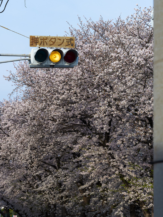 Scenery of cherry blossoms and traffic lights along the road