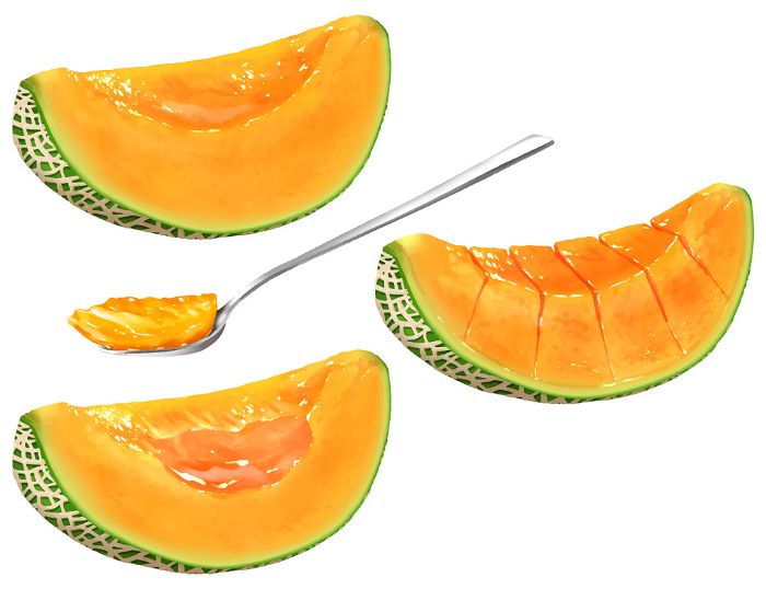 Vector Melon Cut Orange Red Flesh Spoon