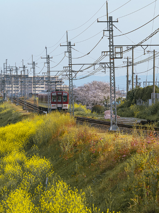 Train on the Kintetsu Domyoji Line running amidst rape blossoms and cherry blossoms