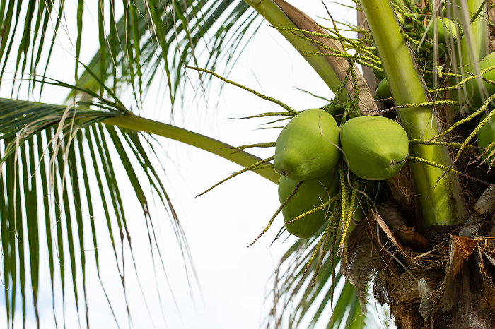 coconut on tree , palm tree fruit