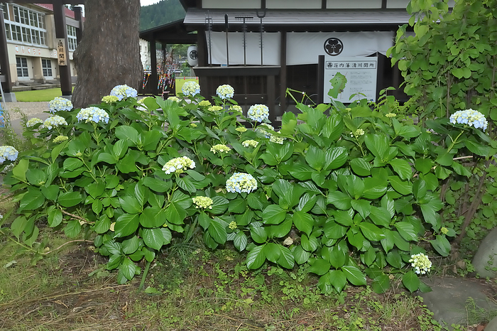Kiyokawa Historical Park Kiyokawa barrier Hydrangea Shonai-cho, Yamagata