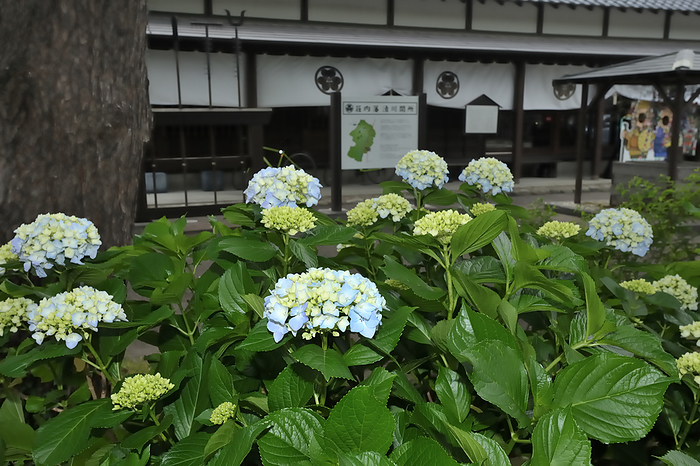 Kiyokawa Historical Park Kiyokawa barrier Hydrangea Shonai-cho, Yamagata