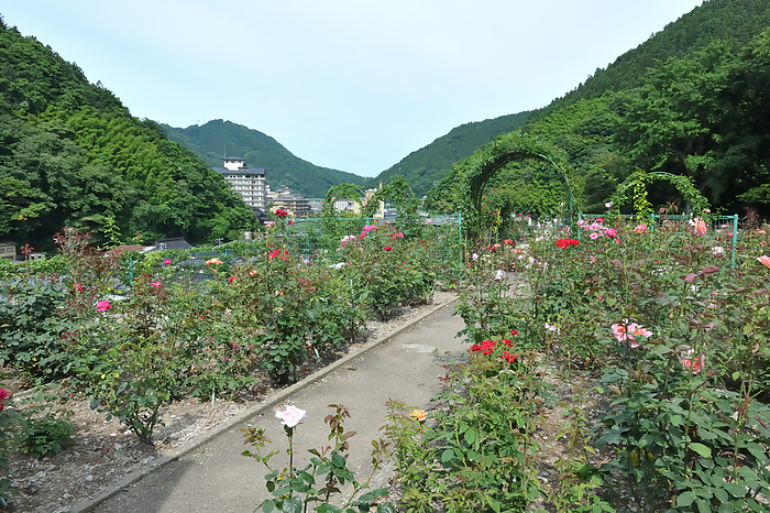 Atsumi Onsen Rose Garden Tsuruoka City, Yamagata Prefecture