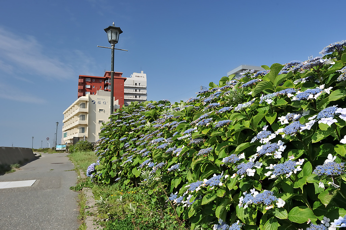 Yunohama Onsen and Hydrangea Tsuruoka City, Yamagata Prefecture