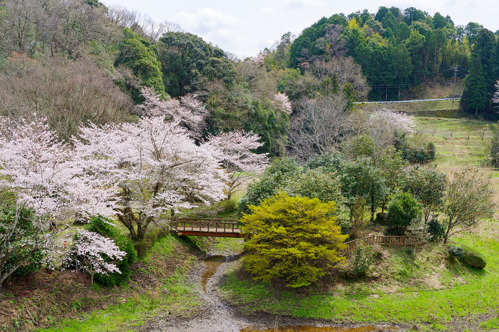 Cherry blossoms at Lake Otaki (Otaki Valley, Toyota City, Aichi Prefecture)
