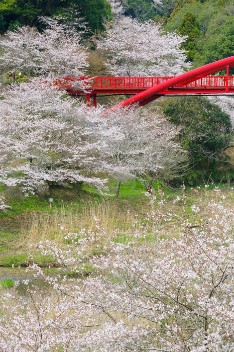 Otaki Lake Bridge and Cherry Blossoms (Otaki Valley, Toyota City, Aichi Prefecture)