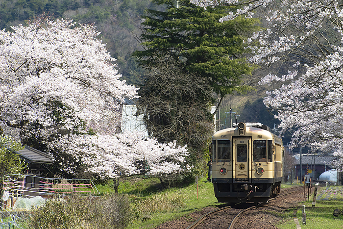 Regular train of Kyoto Tango Railway, Kyoto, Japan