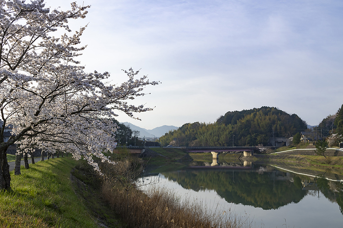 Cherry blossoms on the Sasayama River, Hyogo Prefecture