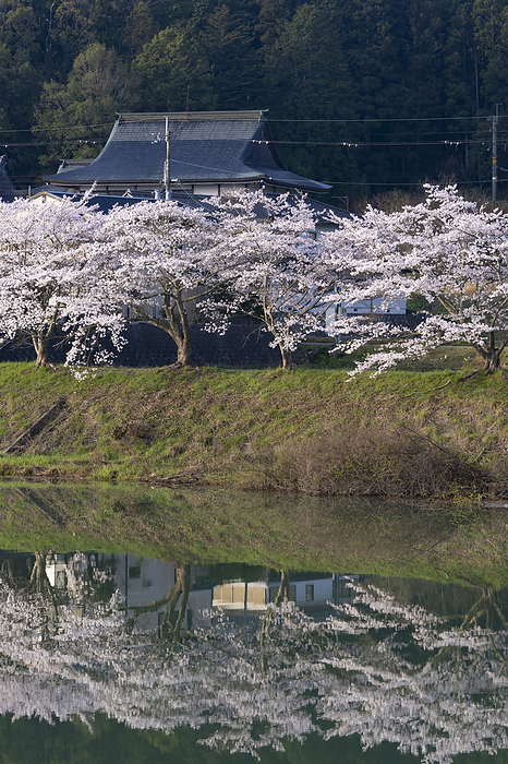 Cherry blossoms on the Sasayama River, Hyogo Prefecture
