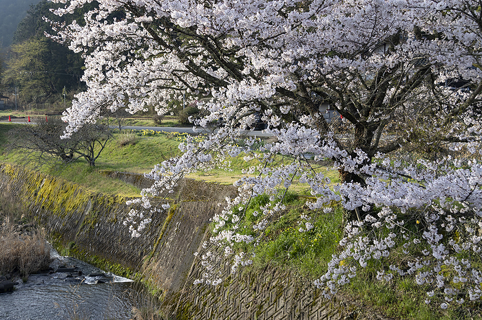 Cherry blossoms at Oyama River, Hyogo Prefecture
