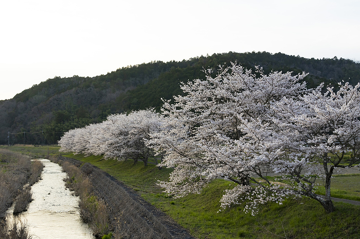 Cherry trees along the Moyaigawa River, Hyogo Prefecture