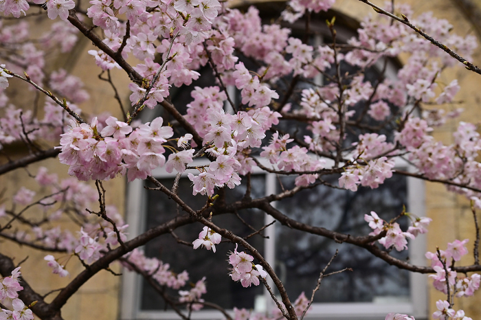 Kyoto] Early-blooming cherry blossoms, 
