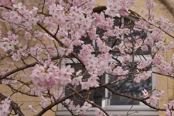 Kyoto] Early-blooming cherry blossoms, 