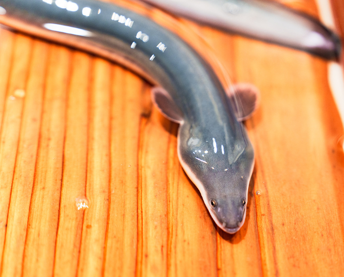 A fresh, vibrant eel swims in a tub.