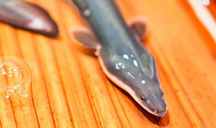 A fresh, vibrant eel swims in a tub.