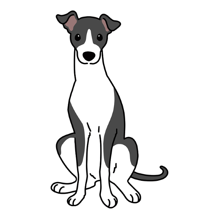 Illustration of simple and cute Italian greyhound sitting facing forward with main line