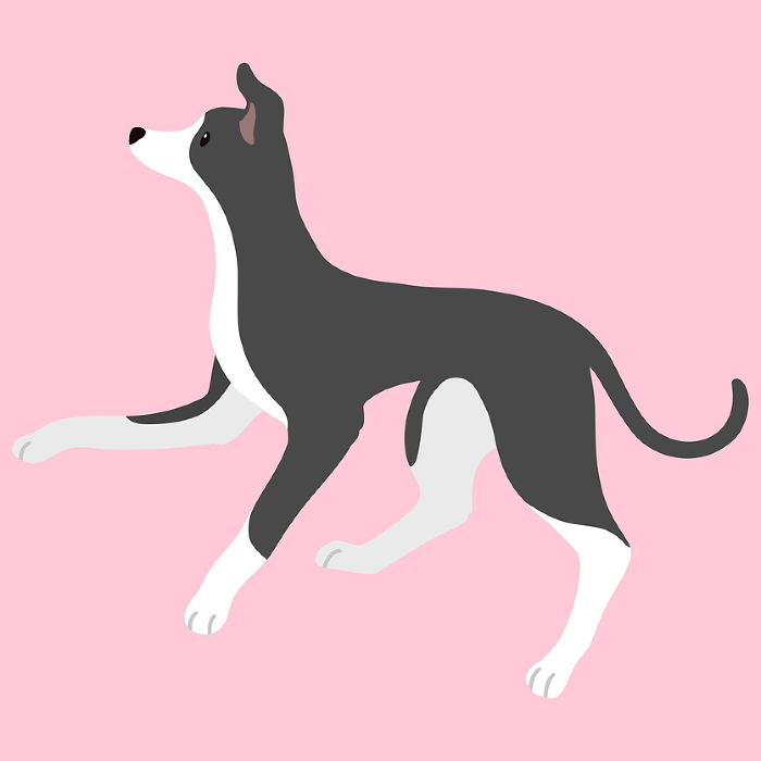 Clip art of simple and cute jumping Italian greyhound No main line