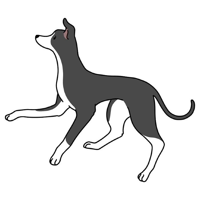 Illustration of simple and cute jumping Italian greyhound with main line