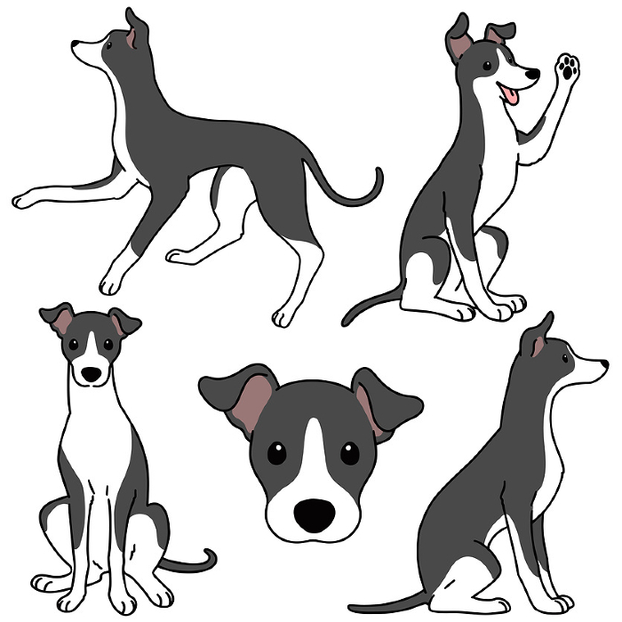 Illustration set of simple and cute Italian greyhound with main line
