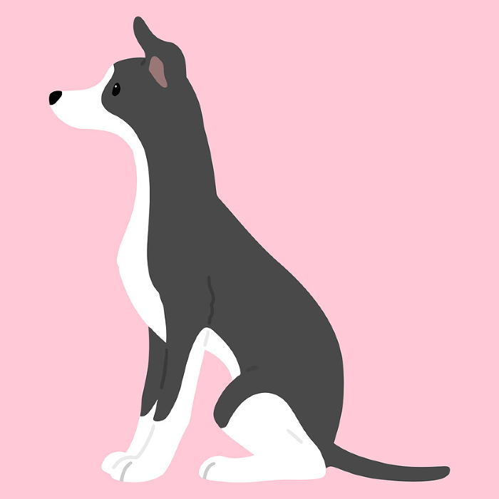 Clip art of simple and cute Italian greyhound sitting facing sideways No main line